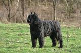 BOUVIER DES FLANDRES 423